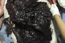 Baleia morre depois de engolir 80 sacos de plástico na Tailândia