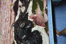 Baleia morre depois de engolir 80 sacos de plástico na Tailândia