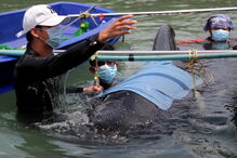 Baleia morre depois de engolir 80 sacos de plástico na Tailândia