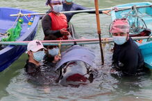 Baleia morre depois de engolir 80 sacos de plástico na Tailândia