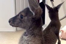 Canguru com flatulência
