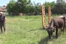 Vaca condenada à morte por ultrapassar fronteira