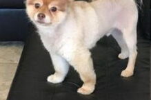 cão, pequeno porte, lulu da pomerania, spitz, avião, delta air lines