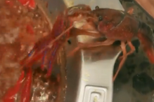 Lagostim arranca a própria pinça para sobreviver a panela a ferver