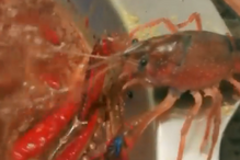 Lagostim arranca a própria pinça para sobreviver a panela a ferver