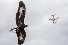 Força Aérea de França treina águias para intercetar drones