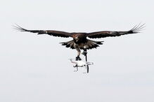 Força Aérea de França treina águias para intercetar drones