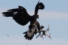 Força Aérea de França treina águias para intercetar drones