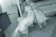 Cães e bebé aventuram-se durante a noite