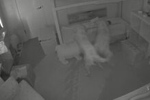 Cães e bebé aventuram-se durante a noite