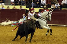  Toureiro/cavaleiro tauromáquico na lide ao touro na arena