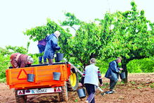 Produção de cereja