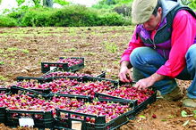 Produção de cereja