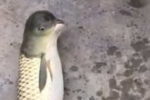 Peixe tem uma cabeça semelhante à dos pássaros