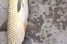 Peixe tem uma cabeça semelhante à dos pássaros