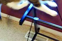 Gato salta para o vazio