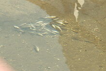 Peixes mortos no rio Este, em Braga