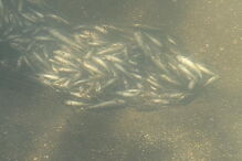 Peixes mortos no rio Este, em Braga