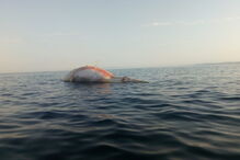 Baleia avistada na praia da Fonte da Telha