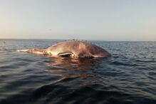 Baleia avistada na praia da Fonte da Telha