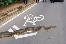 Anaconda atravessa estrada