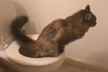 Gata vai sozinha à casa de banho