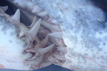 Tubarão com mais de três metros foi capturado por pescadores em Setúbal