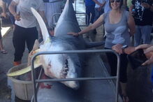 Tubarão com mais de três metros foi capturado por pescadores em Setúbal