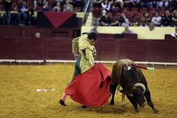 O novilheiro sobrinho de João Moura na arena com o touro