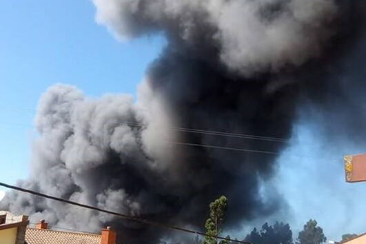 Benfiquistas realizam 'picnic' na mata do Jamor