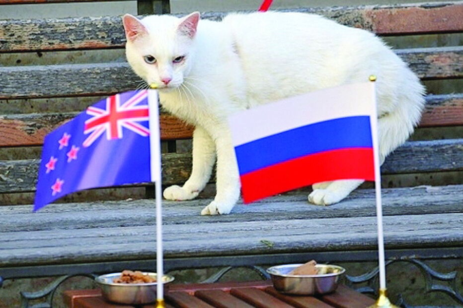 Gato Aquiles adivinha resultados dos jogos