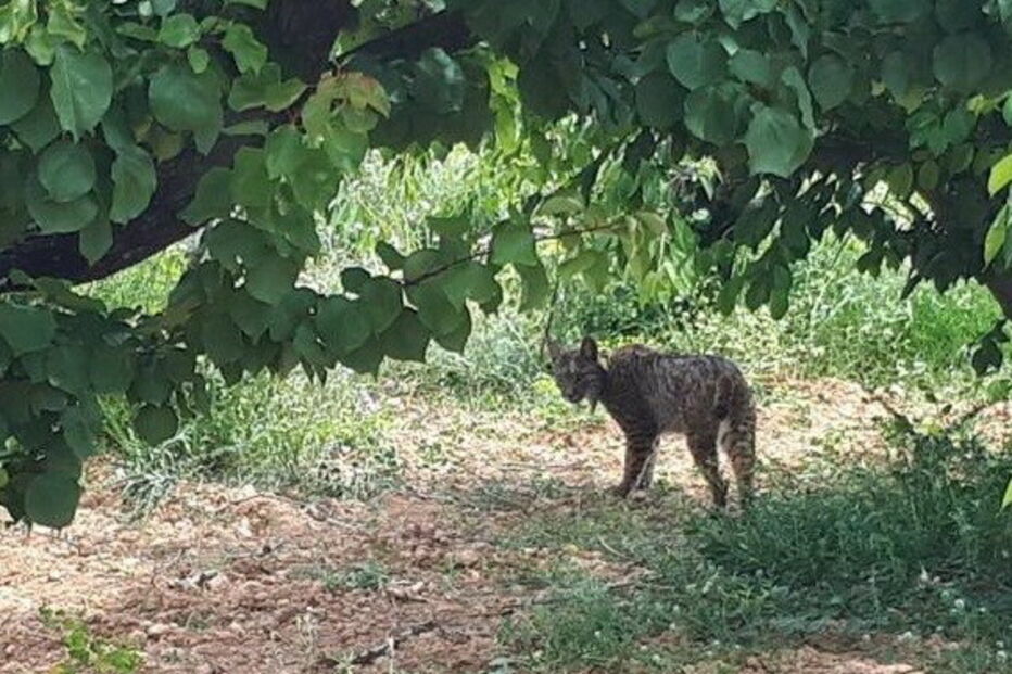 Lince lítio foi do Alentejo à Catalunha