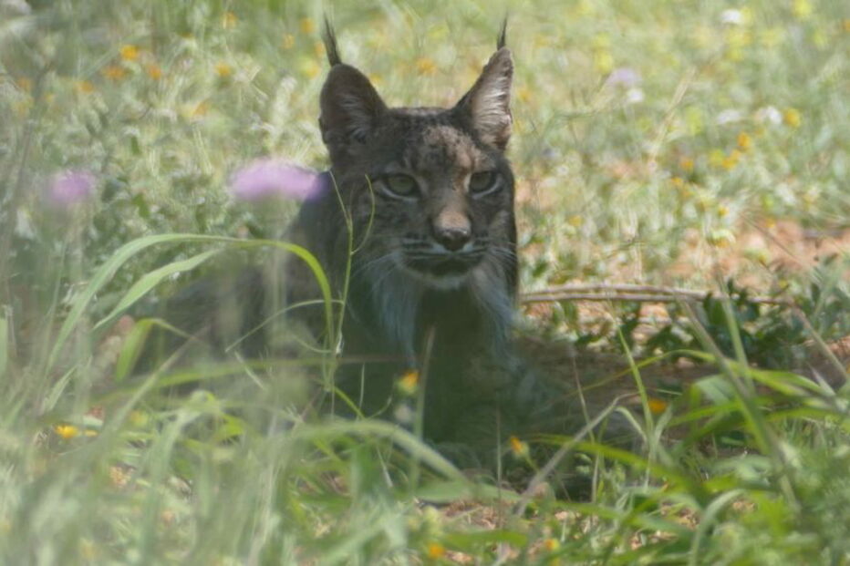 Lince lítio foi do Alentejo à Catalunha
