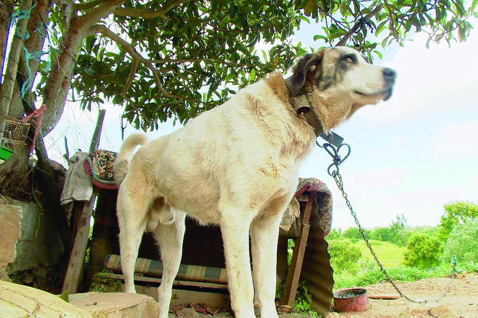 O rafeiro alentejano, Tobias, atacou a criança quando esta brincava 