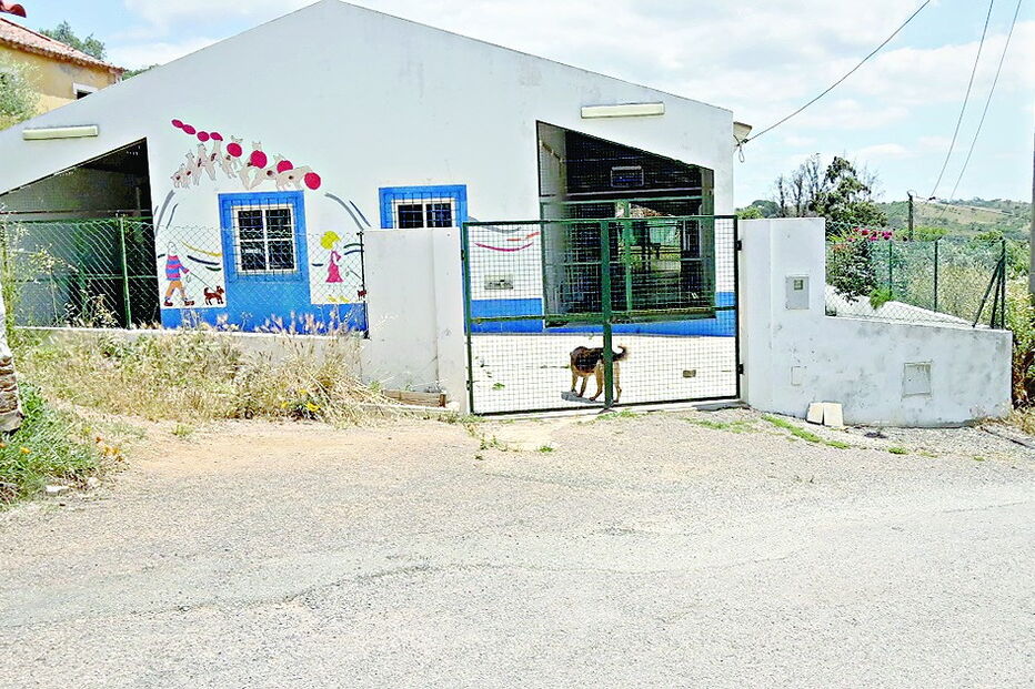 Animal foi considerado perigoso e está de quarentena no canil municipal 