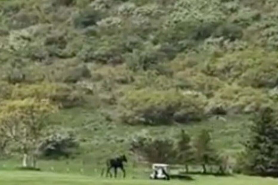 Alce faz visita indesejada durante jogo de golfe