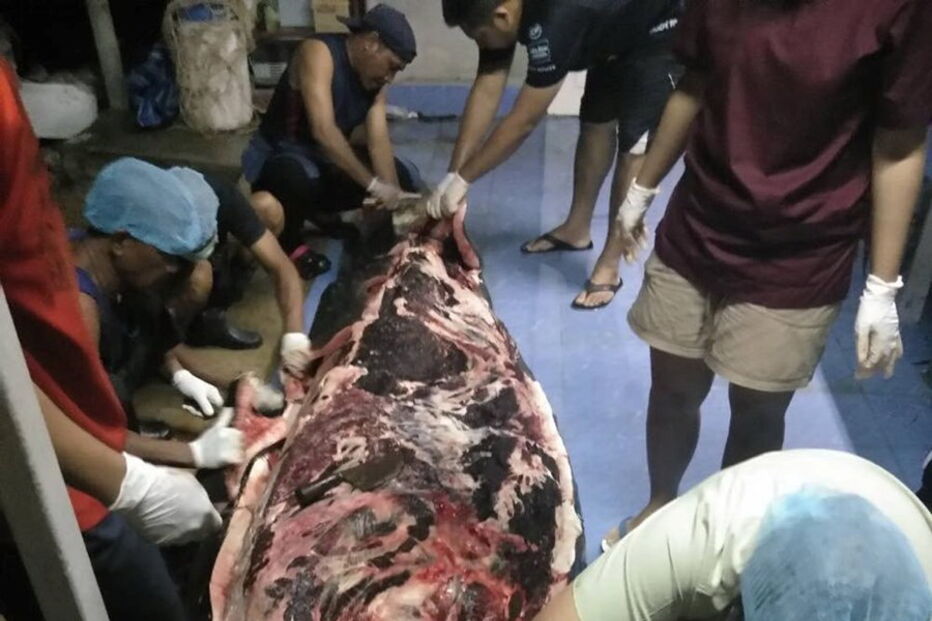 Baleia morre depois de engolir 80 sacos de plástico na Tailândia