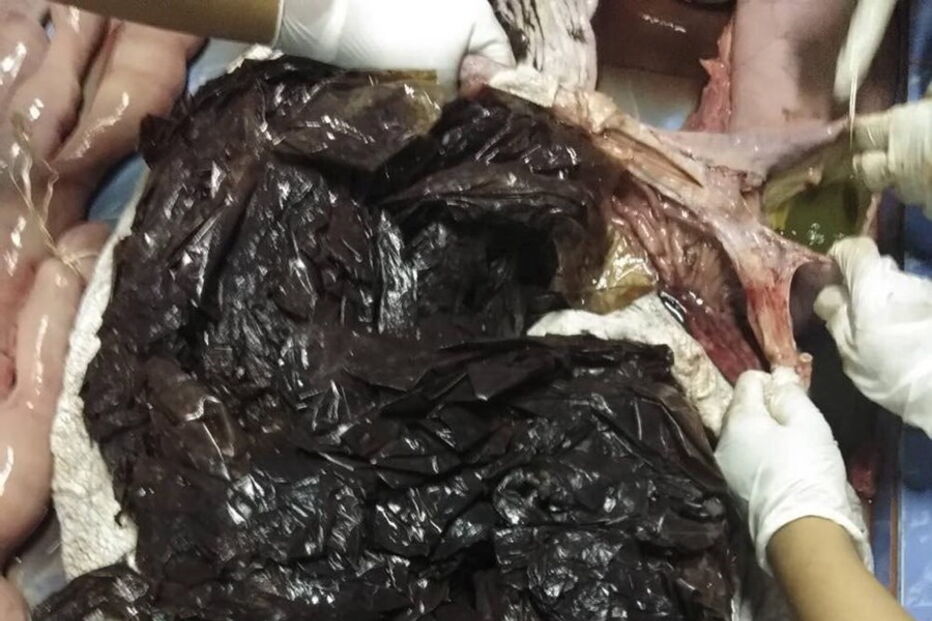 Baleia morre depois de engolir 80 sacos de plástico na Tailândia