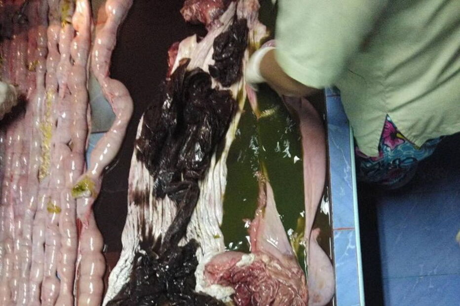 Baleia morre depois de engolir 80 sacos de plástico na Tailândia