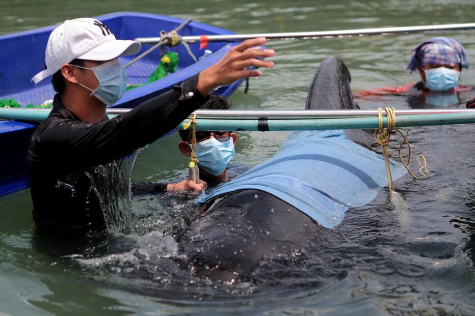 Baleia morre depois de engolir 80 sacos de plástico na Tailândia