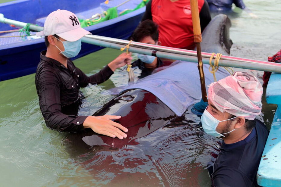 Baleia morre depois de engolir 80 sacos de plástico na Tailândia