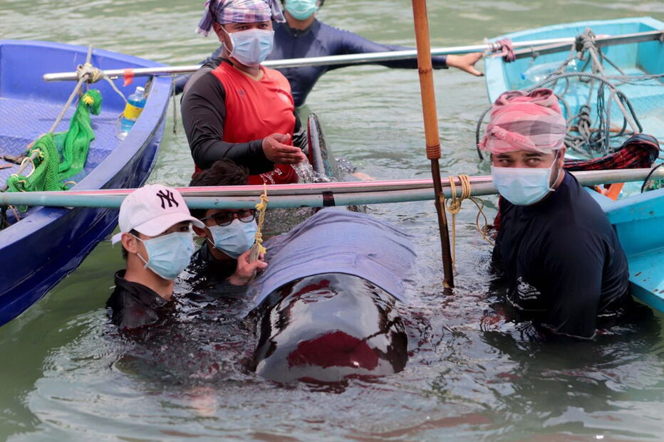 Baleia morre depois de engolir 80 sacos de plástico na Tailândia