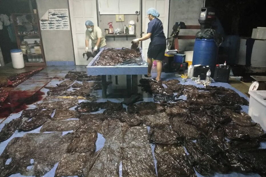 Baleia morre depois de engolir 80 sacos de plástico na Tailândia