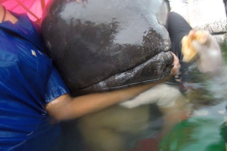 Baleia morre depois de engolir 80 sacos de plástico na Tailândia