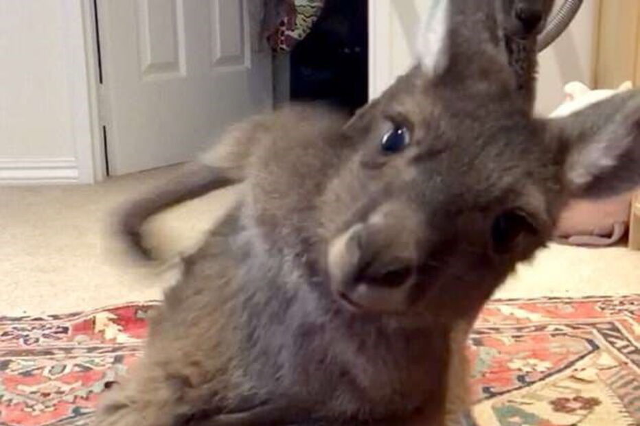 Canguru com flatulência