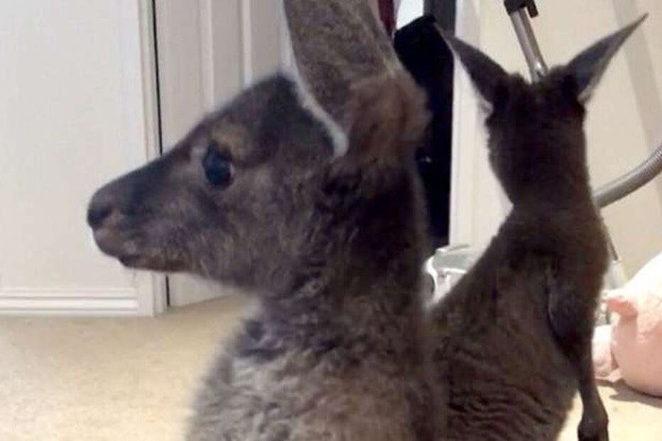 Canguru com flatulência