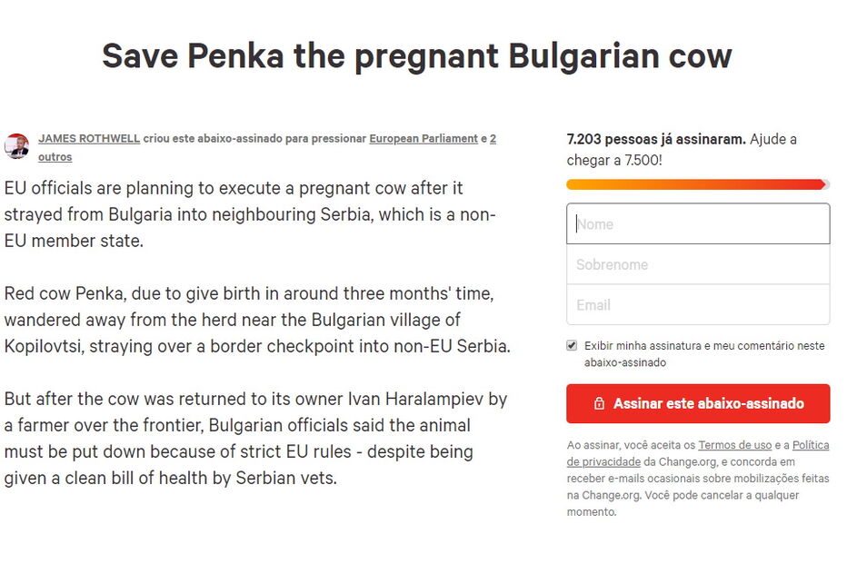 Vaca condenada à morte por ultrapassar fronteira