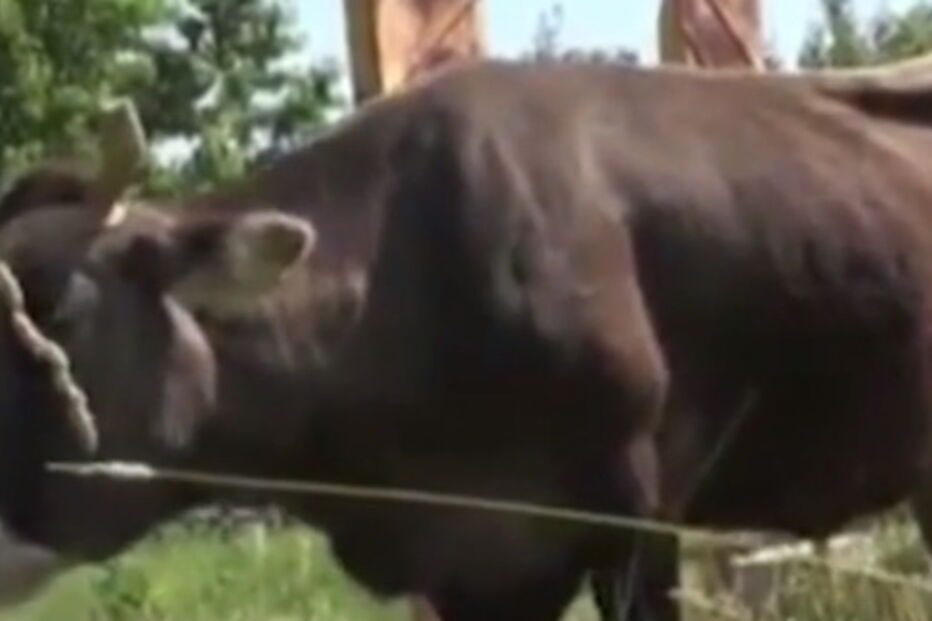 Vaca condenada à morte por ultrapassar fronteira