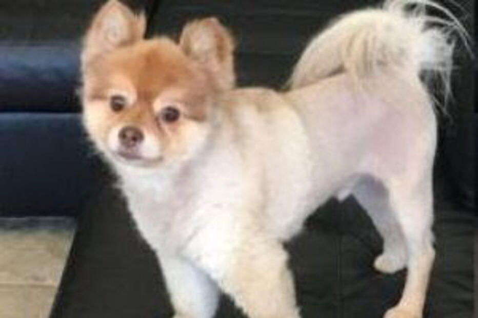 cão, pequeno porte, lulu da pomerania, spitz, avião, delta air lines