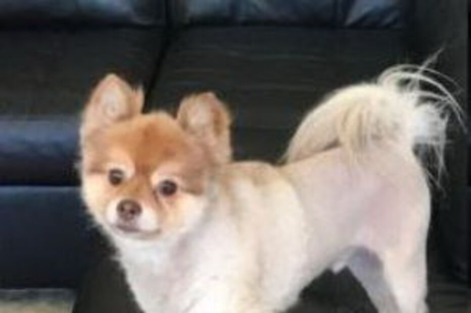 cão, pequeno porte, lulu da pomerania, spitz, avião, delta air lines